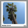 palm trees photograph room decals