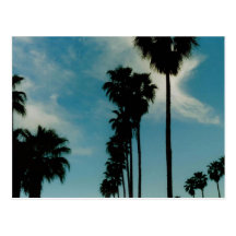 Palm Trees Post Card