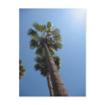 Palm Trees Post Card postcards