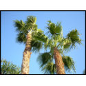 Palm Trees stamp