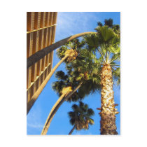 palm Trees postcards