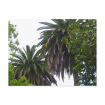 Palm Trees Postcard