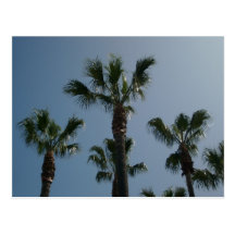 Palm Trees Postcard