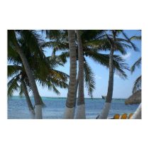 Palm Trees posters