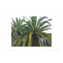 Palm Trees Poster and Print