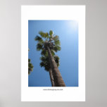 Palm Trees Poster Print