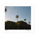 Palm Trees posters