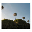 palm trees posters