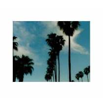 Palm Trees