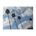 palm tres and clouds postcards
