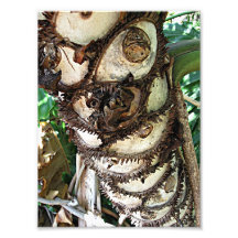 Palm Trunk Photograph