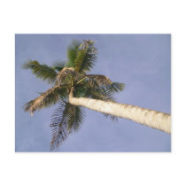 Palm View postcards