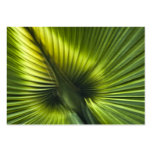 Palmetto Frond Abstract - ACEO 11