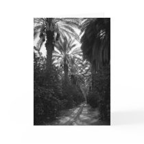 Palms and Orange Trees Near Desert, 1966 Cards