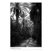 Palms and Orange Trees Near Desert, 1966 print