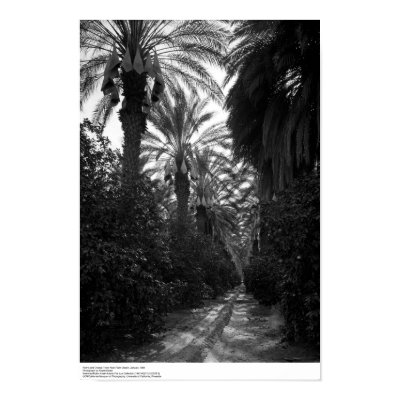 Palms and Orange Trees Near Desert, 1966 Posters by ucrcmp