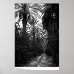 Palms and Orange Trees Near Desert, 1966 Posters