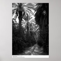 Palms and Orange Trees Near Desert, 1966 Posters