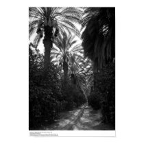 Palms and Orange Trees Near Desert, 1966 posters