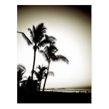Palms at Dawn Extreme Post Card