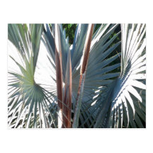Palms Bursting Post Card