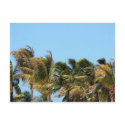 Palms in the Keys postcard