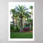 Palms of Florida Poster