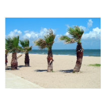 PALMS ON CORPUS CHRISTI BEACH posters by dgpaulart PALMS ON CORPUS CHRISTI BEACH posters