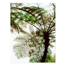Palms Postcards