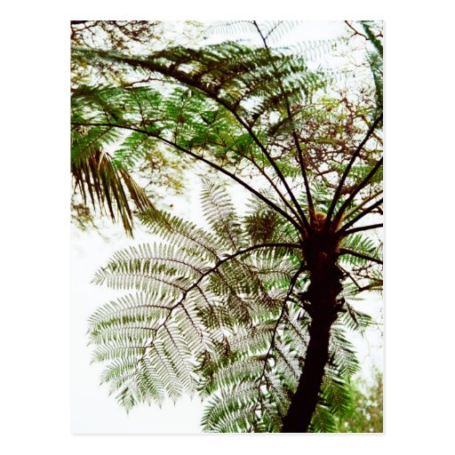 Palms Postcards