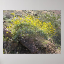 PalmSprings (11) Print