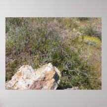 PalmSprings (8) Print