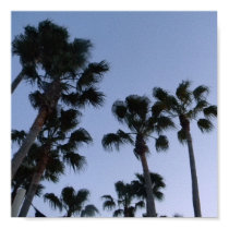 Palmtree Poster posters