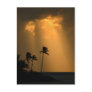 Palmtrees at sunet