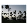 Palmtrees on Sundown Photo