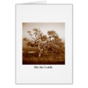 Palo Alto Foothills cards
