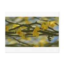 Palo Verde Flower Photograph Postcard by FlowerPictures Palo Verde Flower Photograph Postcard