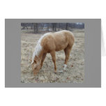 Palomino Baby Card - Customize it!