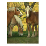 Palomino Draft Horses Postcard