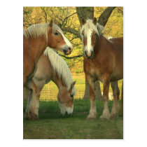 Palomino Draft Horses Postcard postcards