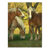 Palomino Draft Horses Postcard