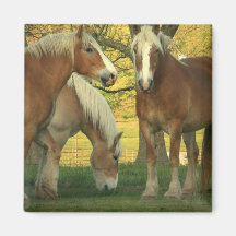Palomino Draft Horses Square Magnet