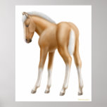 Palomino Foal posters