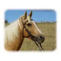 Palomino Horse 9R015D-184 posters by TraffordPhotos Palomino Horse 9R015D-184 posters