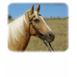 photos, photo, animal, photograph, photographs,