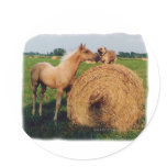 Palomino Horse and Dog Meeting stickers