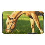 Palomino Horse Grazing iTouch Case iPod Touch Cases