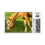 Palomino Horse Grazing Postage Stamp