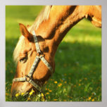 Palomino Horse Grazing Poster