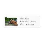 Palomino Horse Mailing Label